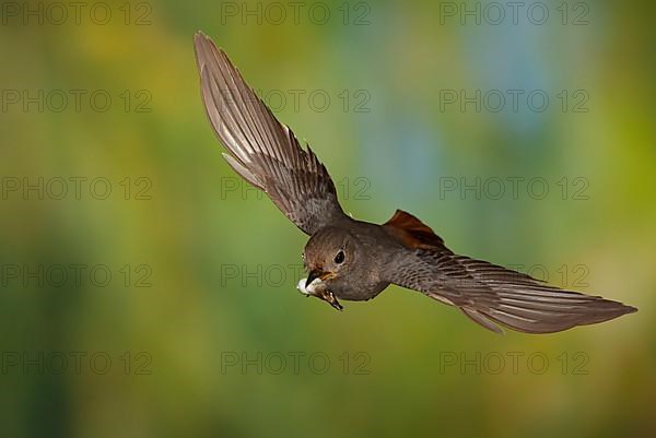 Black Redstart