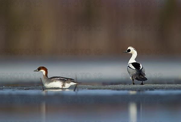 Little merganser