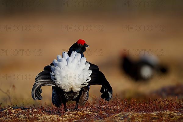 Black grouse