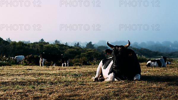 French cattle breed Pie Noir