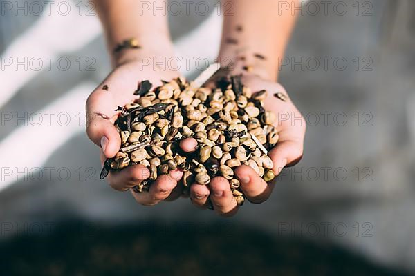 Broad beans Field beans in hand