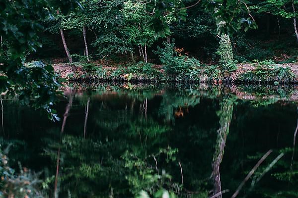 Trees reflected in the water of a lake