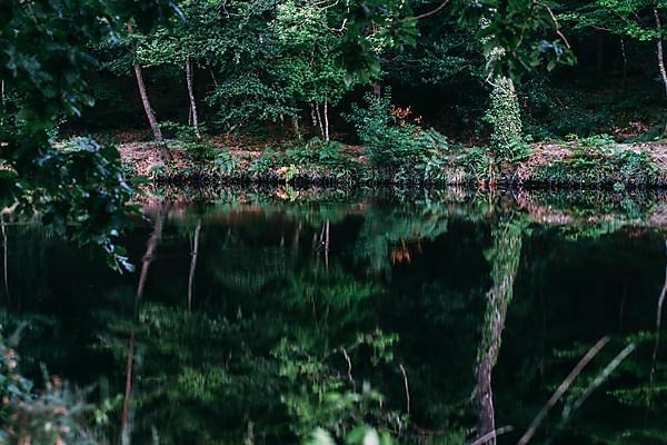 Trees reflected in the water of a lake