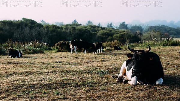 French cattle breed Pie Noir