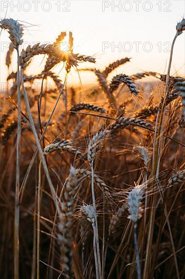 Wheat against the light