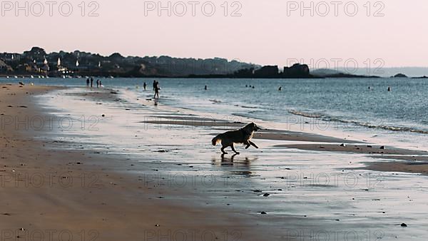 Dog on the beach of Port Blanc in the morning light