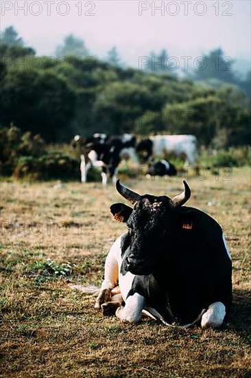 French cattle breed Pie Noir