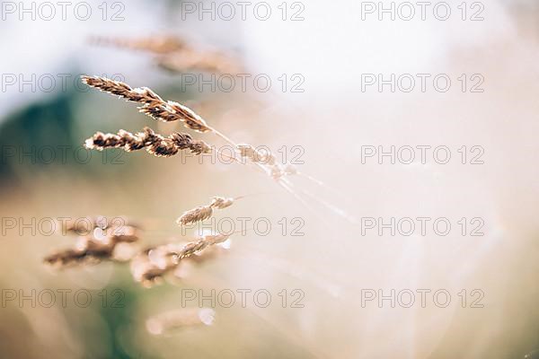 Grasses against the light