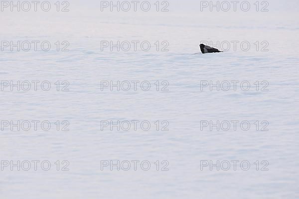 Hooded Crow on a Snowy Beach