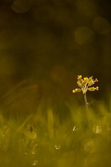 Cowslip in the garden