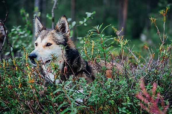 Husky