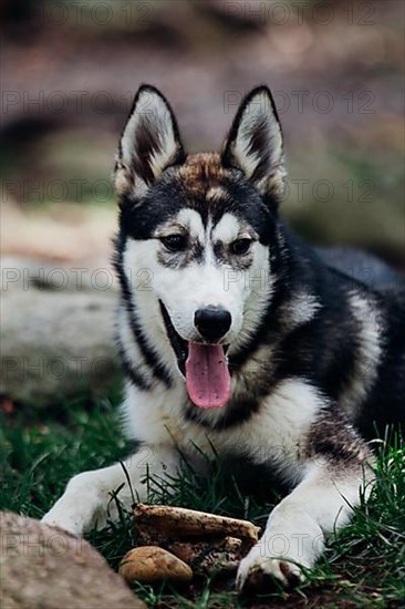 Husky