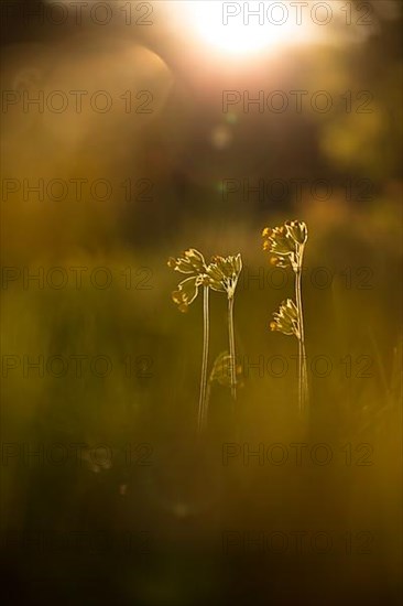 Cowslip in the garden