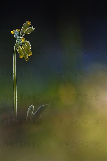 Cowslip