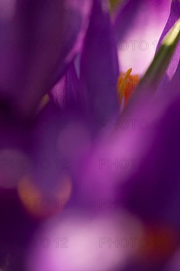 Crocuses in the garden