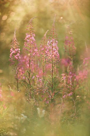 Narrow-leaved willowherb