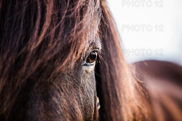 Icelandic Horse