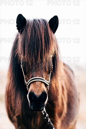 Icelandic Horse