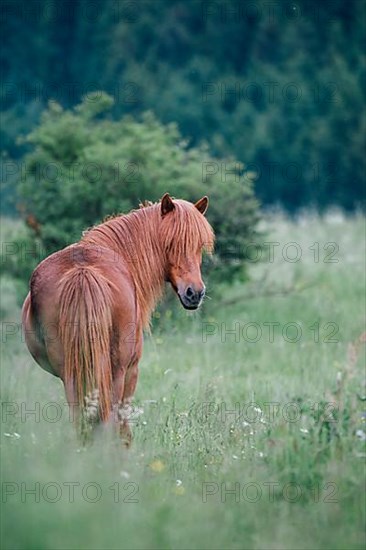 Icelandic Horse