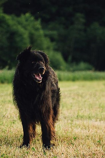 Old German Shepherd Dog