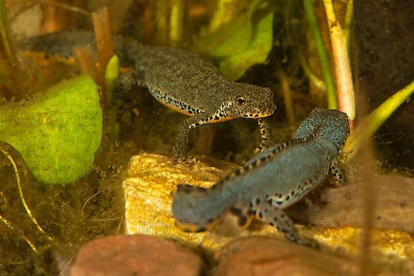 Alpine newt