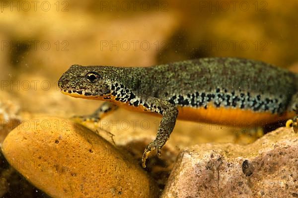 Alpine newt