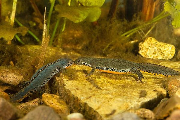 Alpine newt