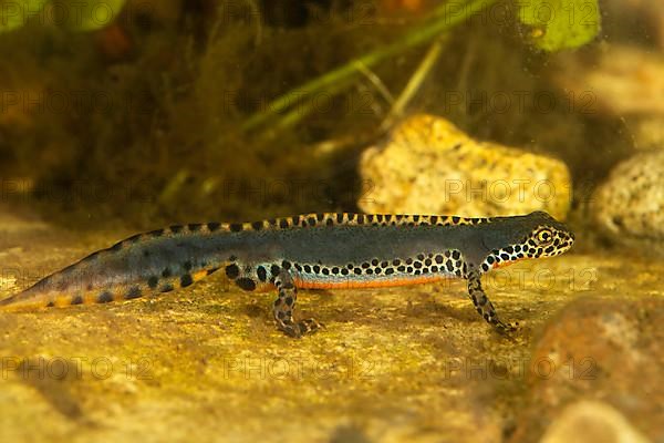 Alpine newt