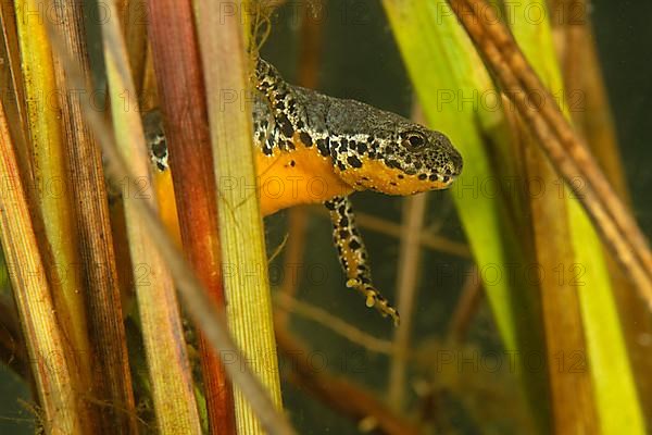 Alpine newt