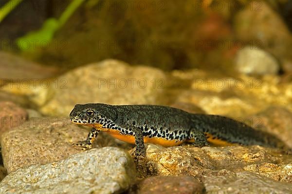 Alpine newt