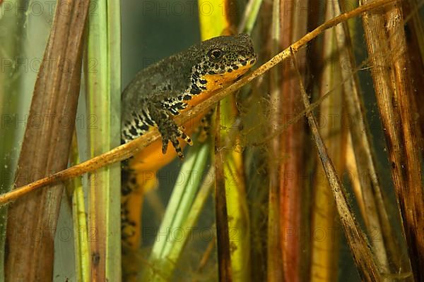 Alpine newt