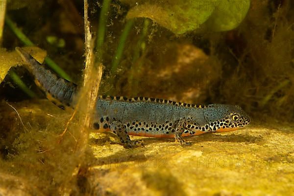 Alpine newt