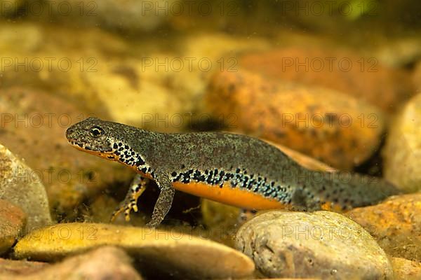 Alpine newt