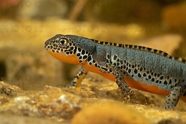 Alpine newt