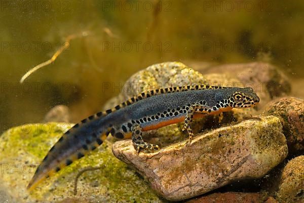 Alpine newt