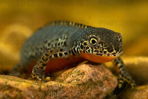 Alpine newt