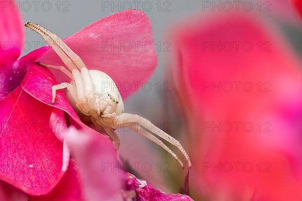 Goldenrod crab spider