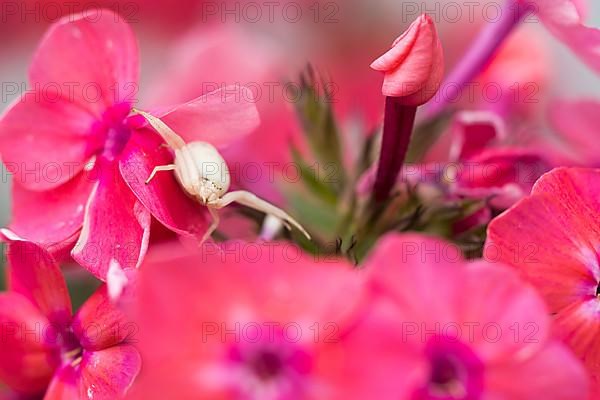 Goldenrod crab spider