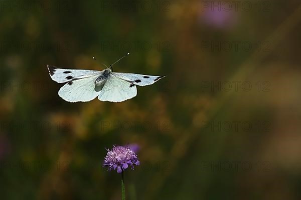 Cabbage butterfly,