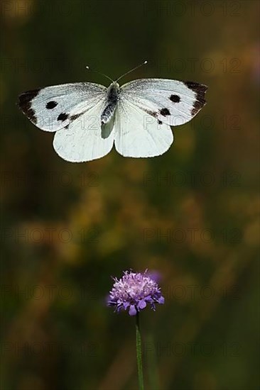 Cabbage butterfly,