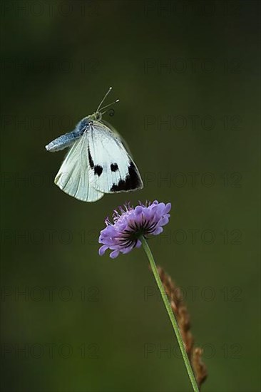 Cabbage butterfly,