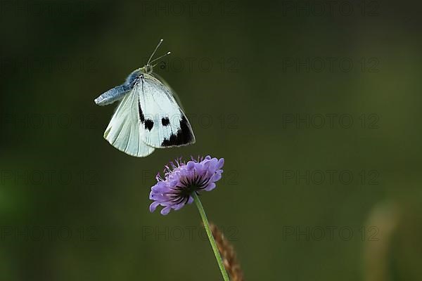 Cabbage butterfly,