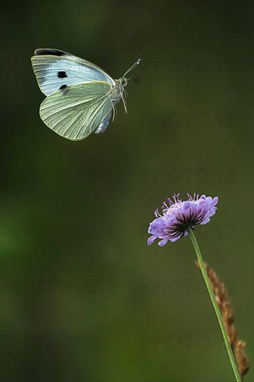 Cabbage butterfly,