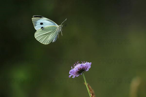 Cabbage butterfly,