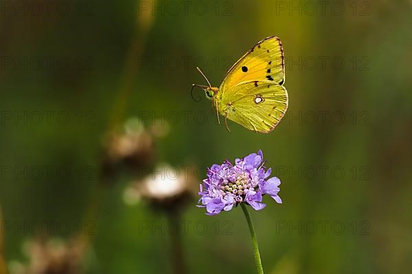 Postillon, also dark clouded yellow