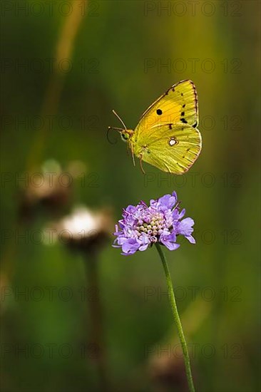 Postillon, also dark clouded yellow