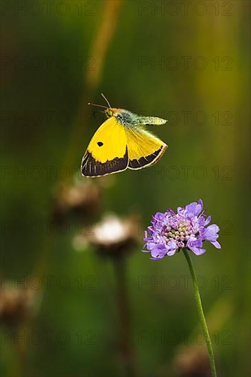 Postillon, also dark clouded yellow