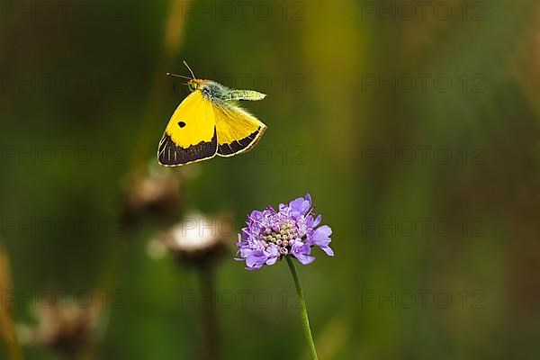 Postillon, also dark clouded yellow