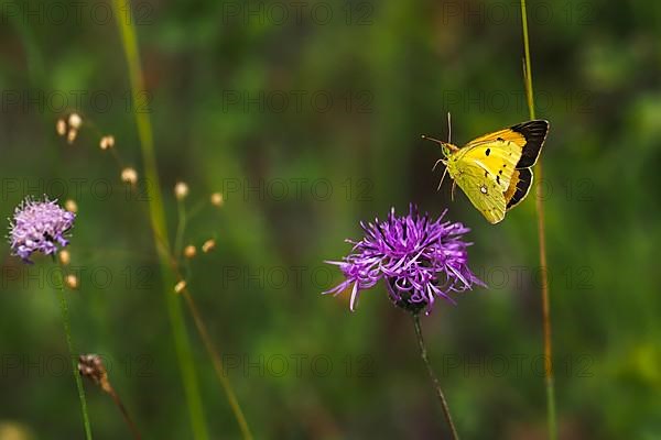 Postillon, also dark clouded yellow