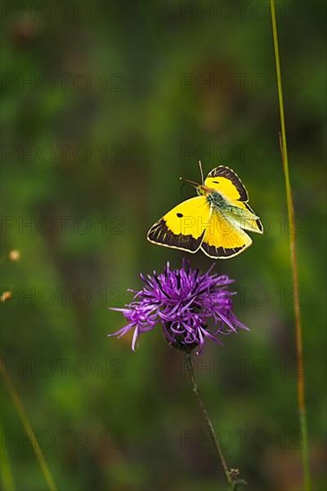 Postillon, also dark clouded yellow